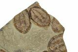 Wide Cluster Of Six Large Asaphid Trilobites - Antennae Preserved #359411-2